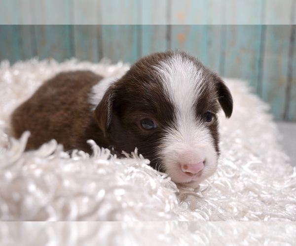 Medium Photo #1 Miniature Australian Shepherd Puppy For Sale in TERRE HAUTE, IN, USA