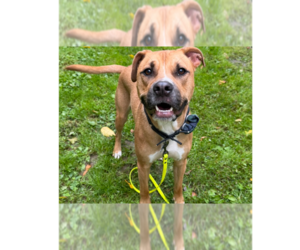 American Staffordshire Terrier-Labrador Retriever Mix Dogs for adoption in Brewster, NY, USA