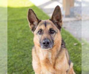 German Shepherd Dog Dogs for adoption in Springdale, PA, USA