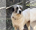 Small #4 Great Pyrenees