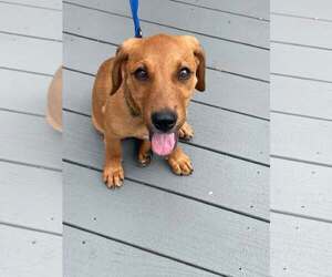 Dachsador Dogs for adoption in Oakhurst, NJ, USA