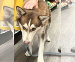 Small Siberian Husky