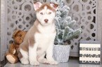 Small Photo #1 Siberian Husky Puppy For Sale in MOUNT VERNON, OH, USA