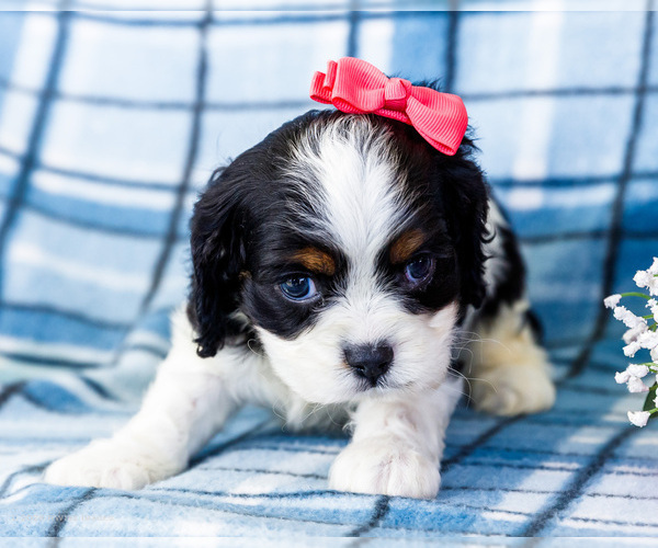 Medium Photo #1 Cockalier Puppy For Sale in WAKARUSA, IN, USA