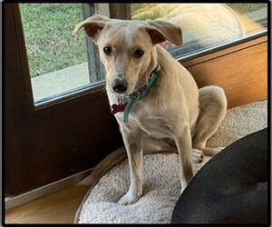 Indigo - Male Chihuahua-Unknown Mix Dog for Adoption - Photo #4