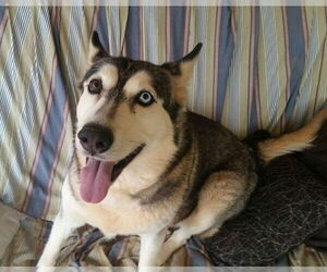 Alusky Dogs for adoption in Randleman , NM, USA
