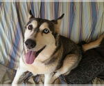 Small Alusky