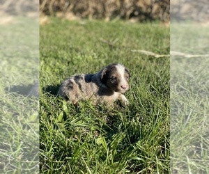 Border-Aussie Puppy for sale in NEWVILLE, PA, USA