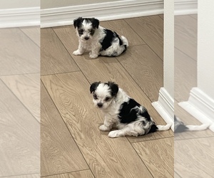 Morkie Puppy for sale in ORLANDO, FL, USA