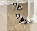 Small Morkie