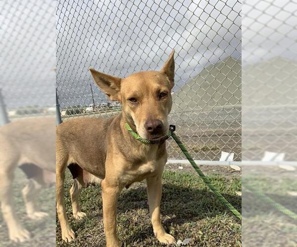 Medium Photo #2 Basenji-Carolina Dog Mix Puppy For Sale in Corpus Christi, TX, USA