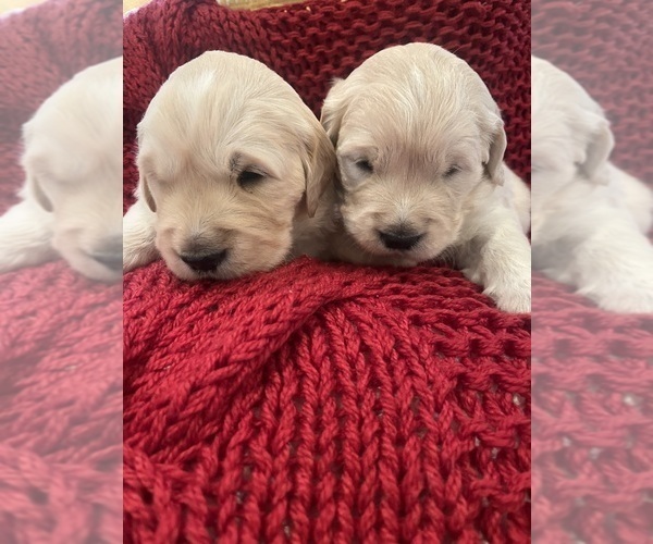 Medium Photo #5 English Cream Golden Retriever Puppy For Sale in Normandy, TN, USA