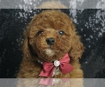 Puppy Squiggles AKC Poodle (Toy)