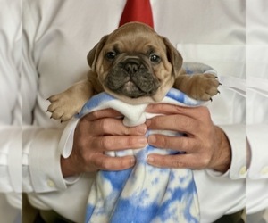 Medium French Bulldog