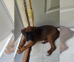 Puppy Puppy 1 Boxer