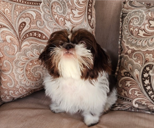 Medium Photo #7 Shih Tzu Puppy For Sale in WESLEY CHAPEL, FL, USA