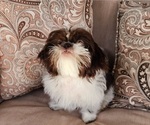 Small #6 Shih Tzu
