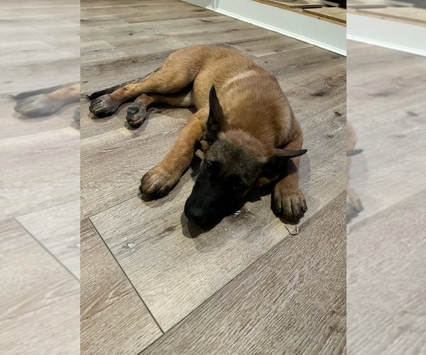 Medium Photo #1 Belgian Malinois Puppy For Sale in SIMI VALLEY, CA, USA