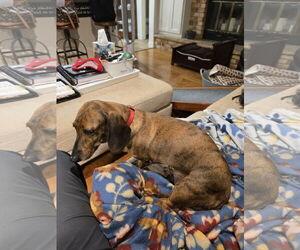 Dachshund Dogs for adoption in Sioux Falls, SD, USA