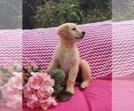 Small Photo #8 Golden Retriever Puppy For Sale in SHERIDAN, MI, USA