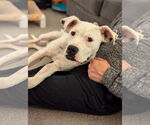 Small #5 Boxer Mix