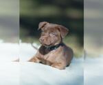 Small #2 Labrador Retriever Mix
