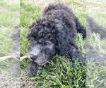 Small Photo #1 Goldendoodle (Miniature) Puppy For Sale in SPARTA, TN, USA
