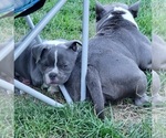 Small Photo #15 American Bully Puppy For Sale in OLYMPIA, WA, USA