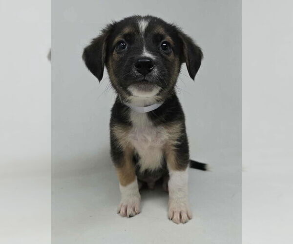 Medium Photo #1 Borador Puppy For Sale in Brewster, NY, USA