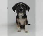 Small Borador
