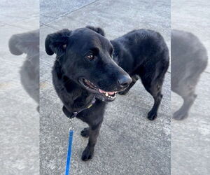 Roxie - Female German Shepherd Dog-Unknown Mix Dog for Adoption - Photo #2