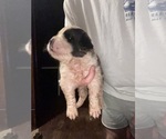 Puppy Nimbus Saint Bernard