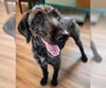 Small #1 Poodle (Standard)