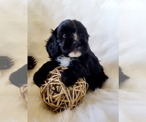 Cavapoo-Poodle (Toy) Mix Puppy for sale in CACHE, OK, USA