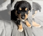 Small Photo #4 Rottweiler Puppy For Sale in NORTON, OH, USA