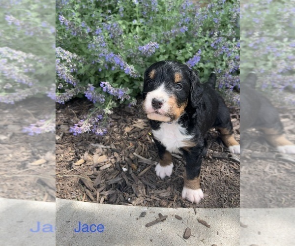 Medium Photo #32 Bernedoodle Puppy For Sale in MARTINSVILLE, IN, USA