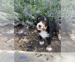 Small Photo #32 Bernedoodle Puppy For Sale in MARTINSVILLE, IN, USA