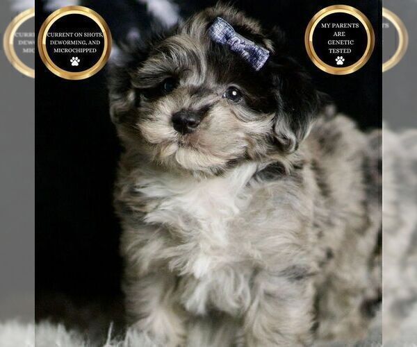 Medium Photo #2 Maltipoo Puppy For Sale in WARSAW, IN, USA