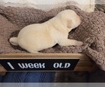 Small Photo #3 Labrador Retriever Puppy For Sale in BONAIRE, GA, USA