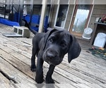 Small Photo #23 German Shorthaired Lab Puppy For Sale in TACOMA, WA, USA
