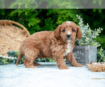 Small Photo #26 Cavapoo Puppy For Sale in KIRKWOOD, PA, USA