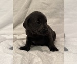 Puppy Charcoal Lab Labrador Retriever