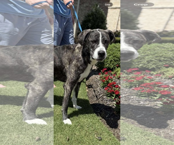 Medium Photo #3 Great Dane-Unknown Mix Puppy For Sale in Dallas, TX, USA