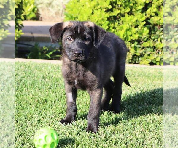 Medium Photo #6 Labrador Retriever-Unknown Mix Puppy For Sale in San Diego, CA, USA