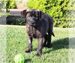 Small #5 Labrador Retriever Mix
