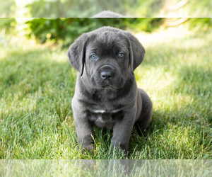 Cane Corso Puppy for Sale in WAKARUSA, Indiana USA