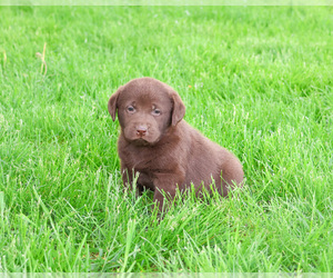 Labrador Retriever Puppy for sale in SYRACUSE, IN, USA