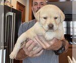 Small Photo #66 Labrador Retriever Puppy For Sale in HIGH POINT, NC, USA