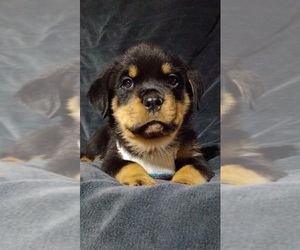 Rottweiler Puppy for sale in DRAPER, VA, USA