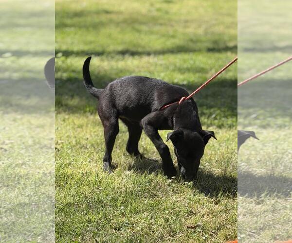 Medium Photo #2 Labrador Retriever-Unknown Mix Puppy For Sale in Yardley, PA, USA